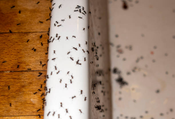 Best Best Pest Control Companies  in Mendon, IL